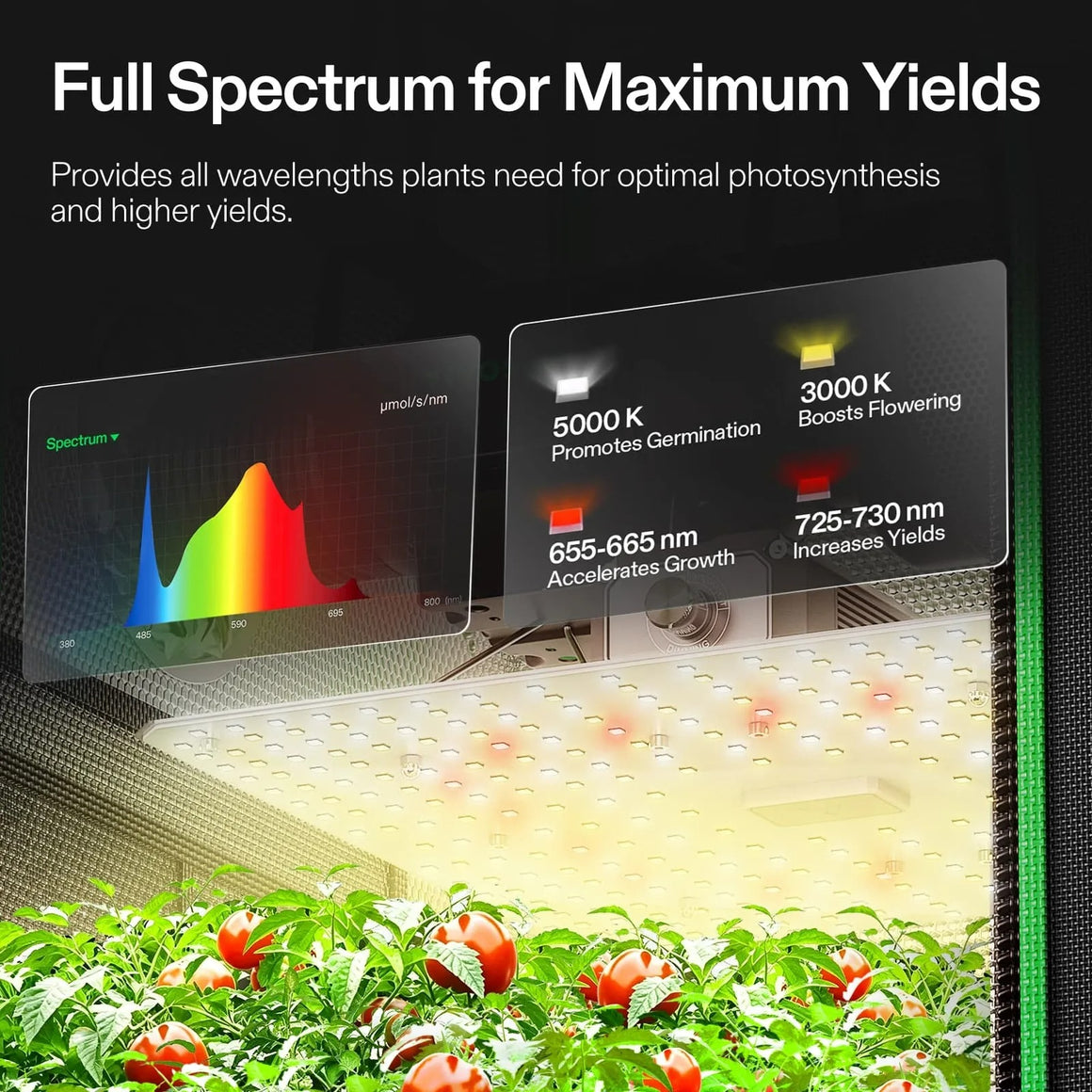 Full spectrum grow light over tomato plants, showing spectrum graph and LED wavelengths for germination, growth, and flowering.