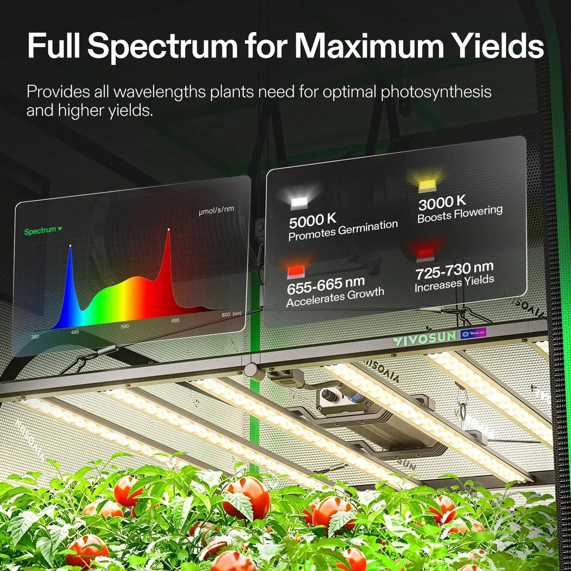 VIVOSUN LED grow lights illuminate tomato plants with full spectrum light, promoting growth and yield.