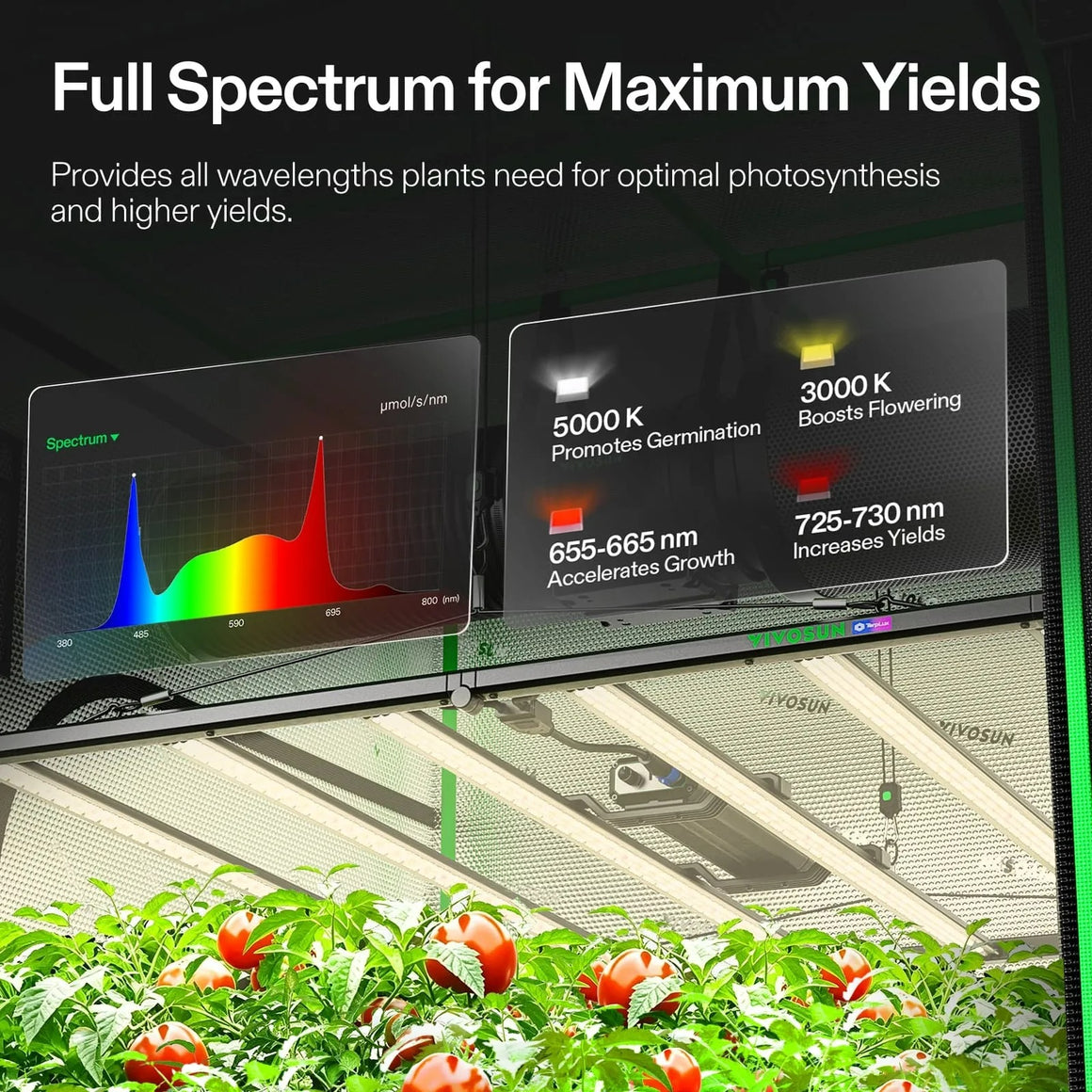 VIVOSUN full spectrum LED grow lights with a graph showing optimal wavelengths for plant growth, above a crop of ripe tomatoes.