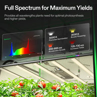 VIVOSUN full spectrum LED grow lights with a graph showing optimal wavelengths for plant growth, above a crop of ripe tomatoes.