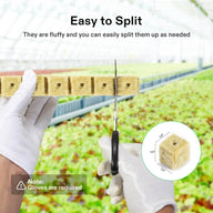Vivosun rockwool grow cubes being split with scissors. 1 inch cubes shown, glove warning present.