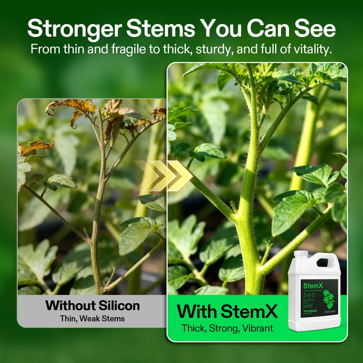 Vivosun StemX: Plant before and after using silica for thicker, stronger stems.