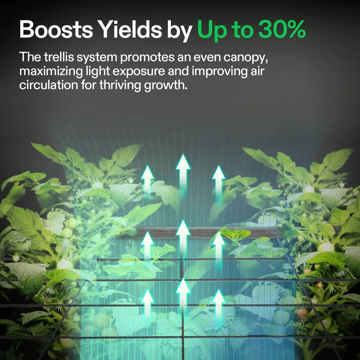 Vivosun VGrow Trellis Net for plants, boosting yields and improving airflow.