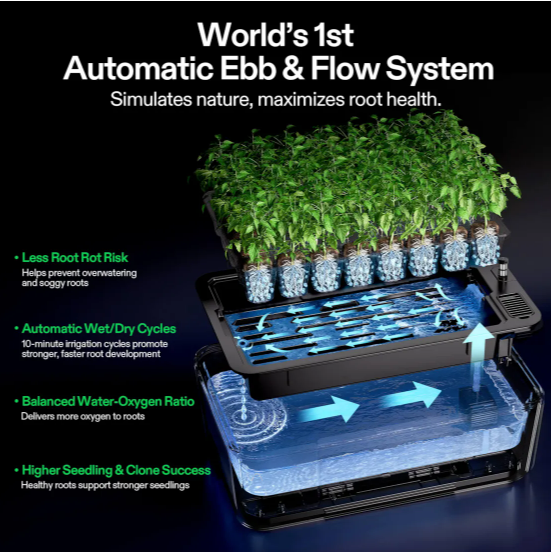 Illustration of an automatic ebb and flow hydroponic system with lush seedlings.