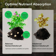 Healthy plant with balanced nutrient solution pH vs. unhealthy plant with imbalanced pH.