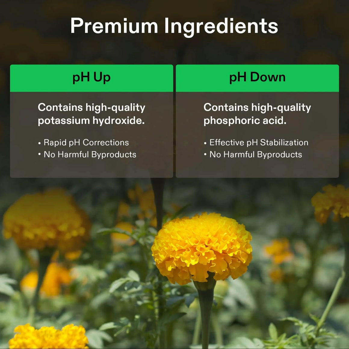 Close-up of two marigolds, with text overlay describing pH adjustment kit ingredients.