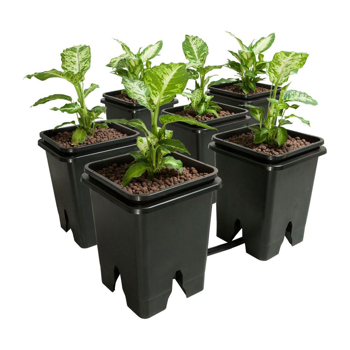 Black hydroponic grow system with six young plants, featuring variegated leaves, in a white background.
