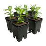Active Aqua Grow Flow 2.0 Expansion Kit Hydroponic Grow System — 5 Gallon