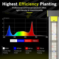 LED grow light spectrum chart showing blue and red peaks, with color details and plant growth benefits.
