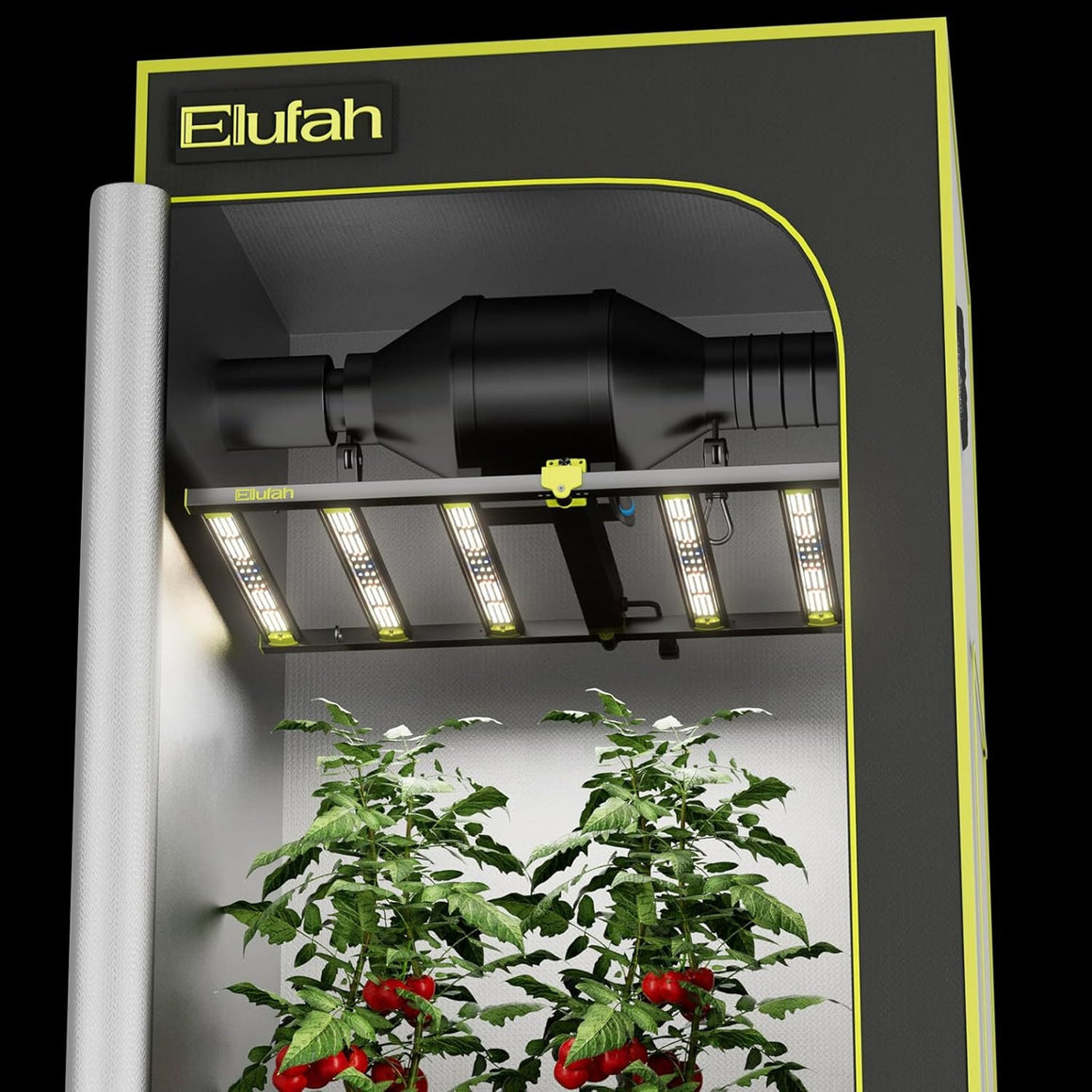 Elufah 2x4 LED grow light illuminates two tomato plants with red fruit inside a grow tent.