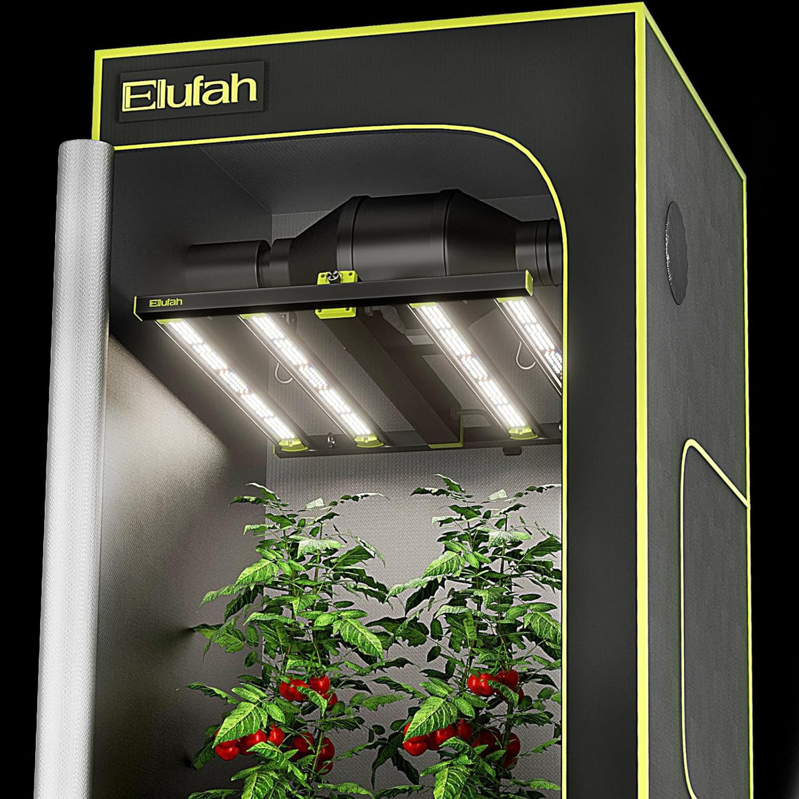 Elufah grow tent with LED lights illuminating two tomato plants bearing ripe fruit.