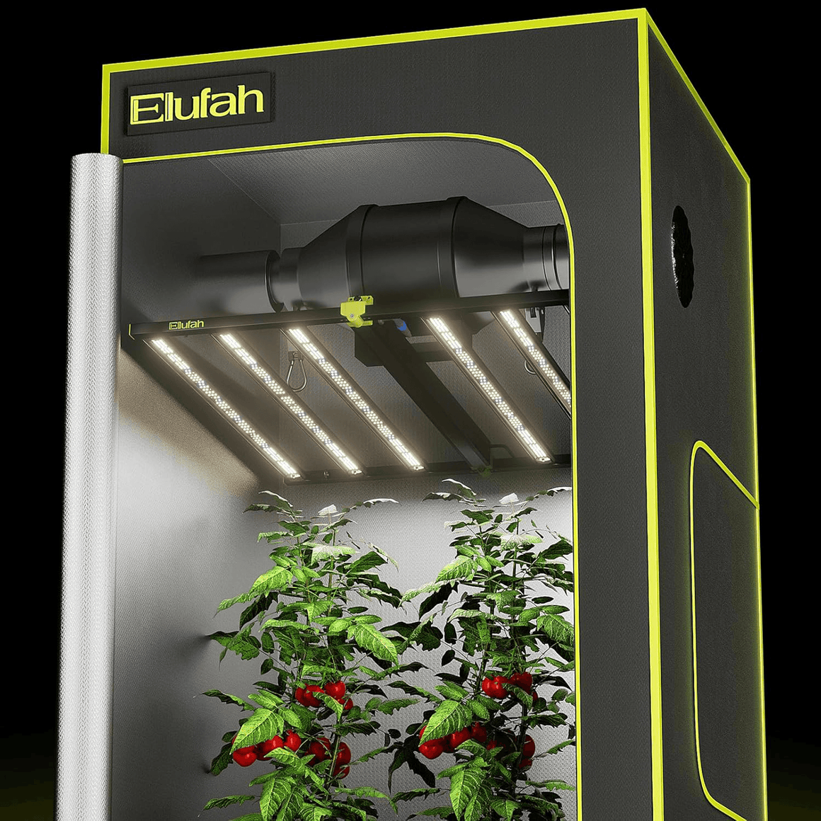 Elufah LED grow light tent with tomato plants.