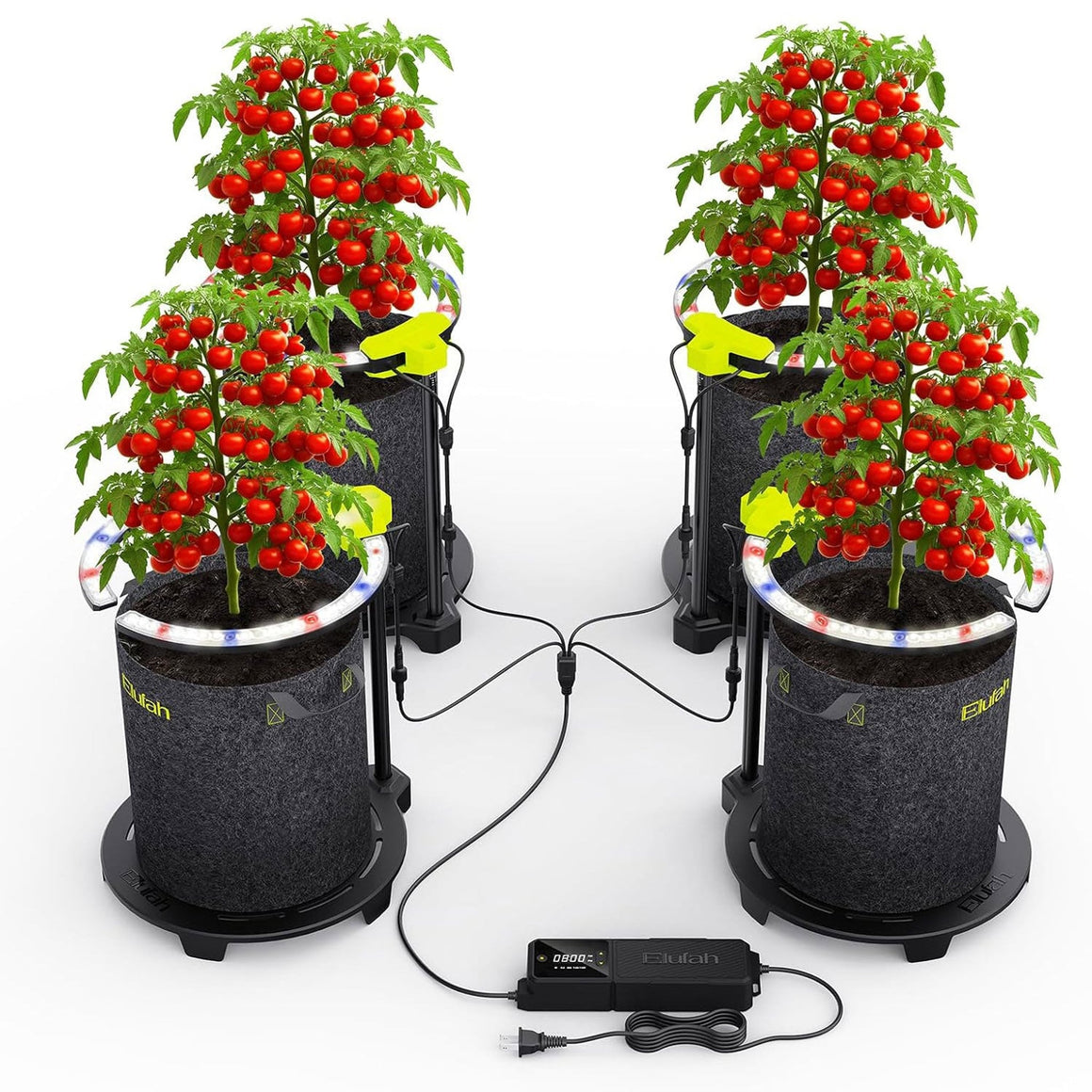 Four bushy tomato plants laden with red fruit are shown, each in a fabric pot with a circular LED grow light.