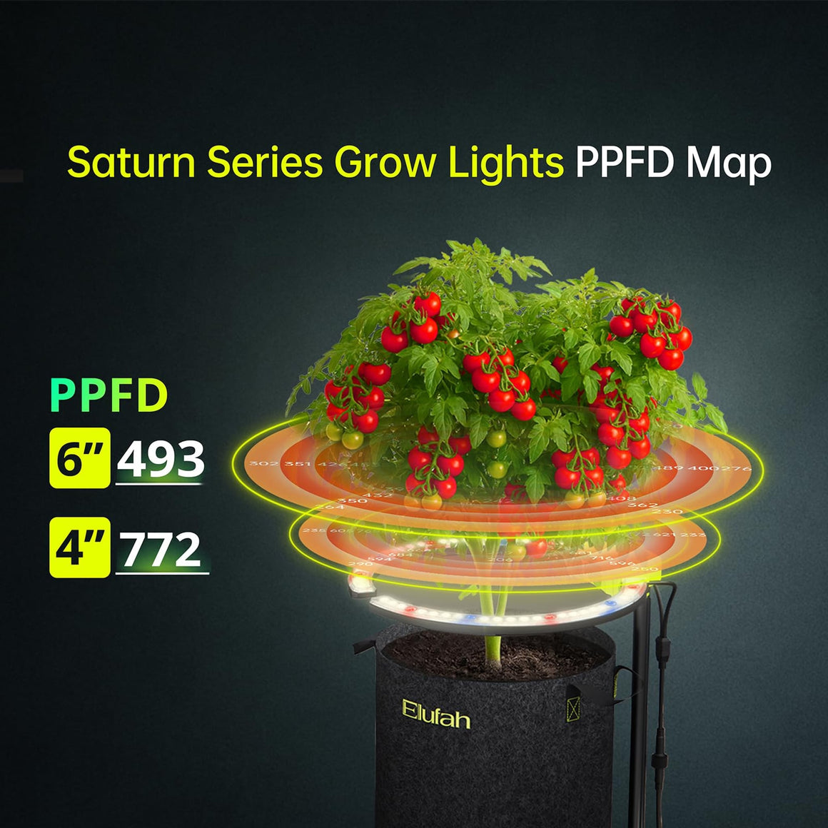 Tomato plant under Elufah Saturn Series grow light. PPFD map shows light intensity at 6" (493) and 4" (772).