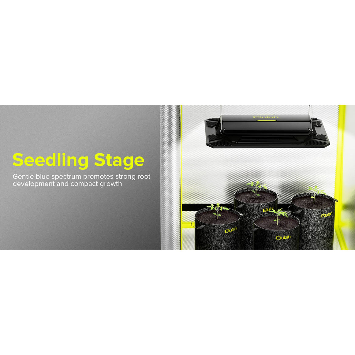 Elufah UAP1200 LED grow light over seedling pots in a grow tent, promoting root development.