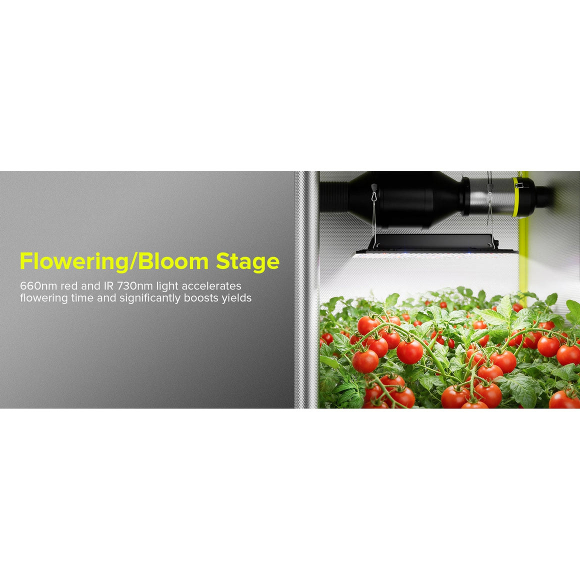 A bright LED grow light illuminates a lush canopy of tomato plants with ripe red fruit.