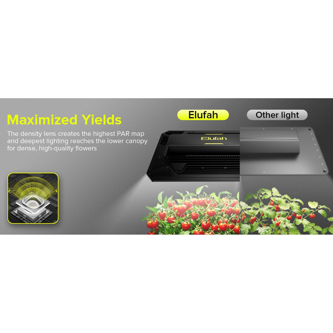 Elufah LED grow light maximizes yields with dense, high-quality flower production, outperforming other lights.