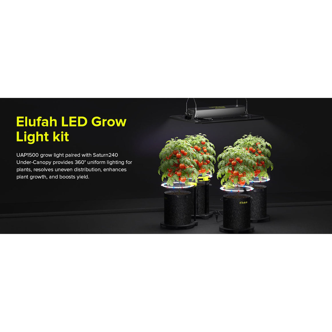 Elufah UAP1500 LED grow light illuminates three tomato plants in pots with a Saturn240 light providing 360° coverage.