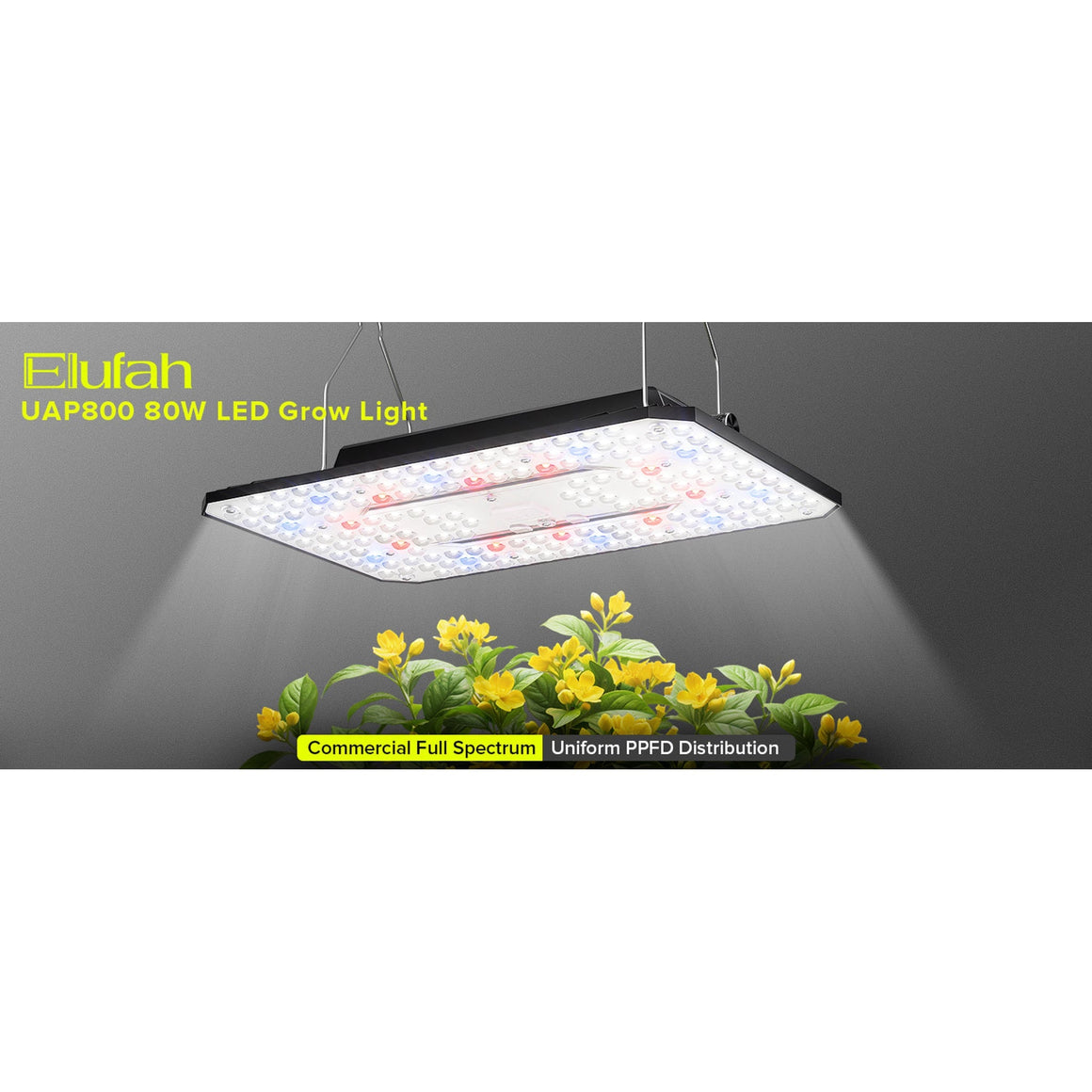 Elufah UAP800 80W LED Grow Light with yellow flowers, full spectrum, uniform PPFD distribution.