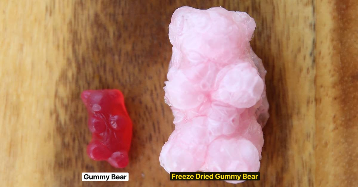 Freeze Dried vs Normal Gummy Bear