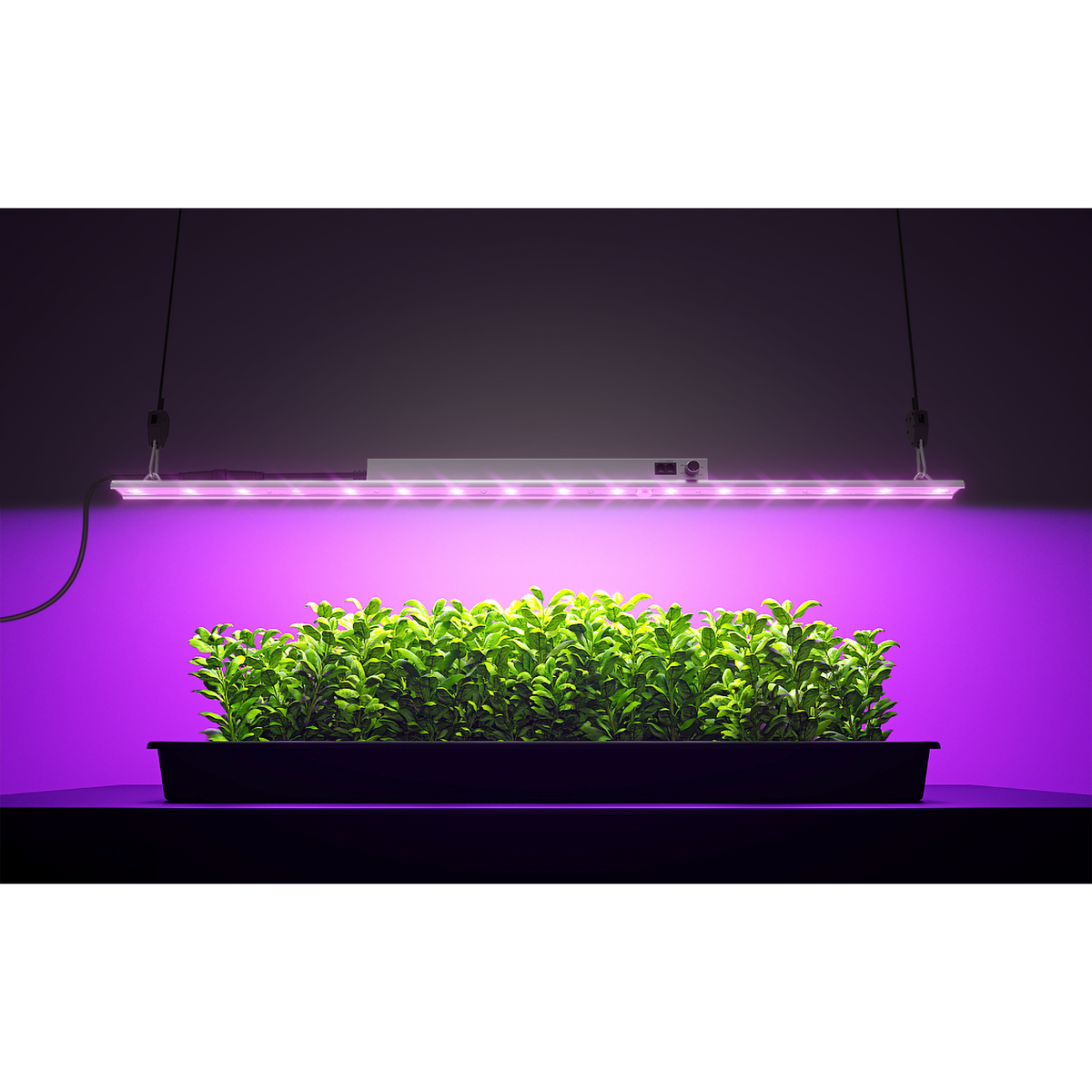 Hyphotonflux Hyphotonflux UV-A LED Grow Light Set up