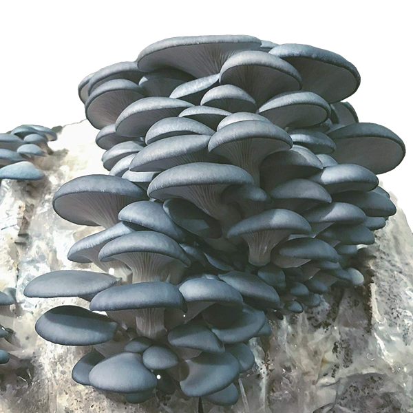 Dense cluster of blue oyster mushrooms with fan-shaped caps and visible gills, growing from a cultivation substrate block.