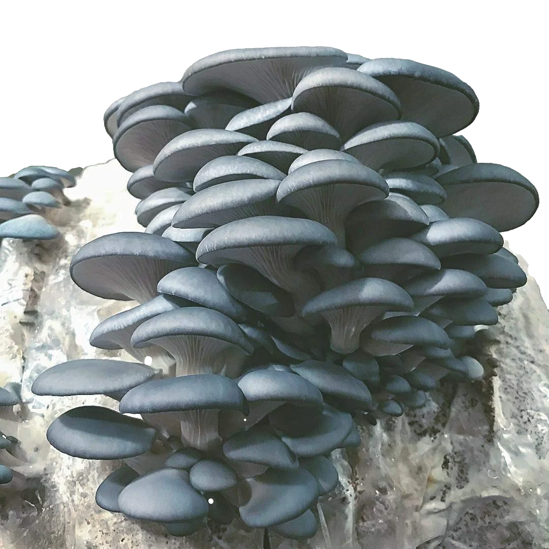 Dense cluster of blue oyster mushrooms with fan-shaped caps and visible gills, growing from a cultivation substrate block.