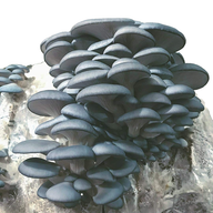 Dense cluster of blue oyster mushrooms with fan-shaped caps and visible gills, growing from a cultivation substrate block.