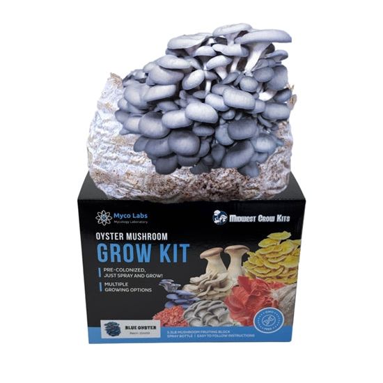 Blue oyster mushrooms growing from a Midwest Grow Kits Myco Labs grow kit on a black box.