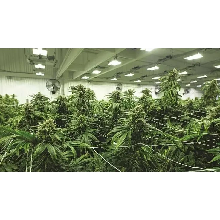 Indoor cannabis plants with large buds under bright lights with fans in the background.