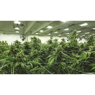 Indoor cannabis plants with large buds under bright lights with fans in the background.