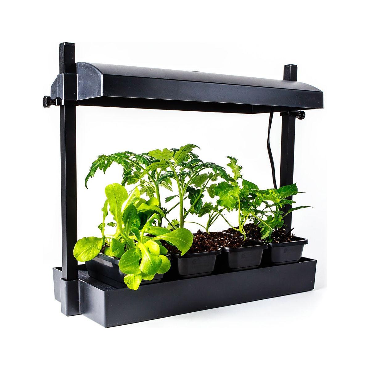 Black grow light system with four seedling trays of young plants, including tomato and leafy greens.