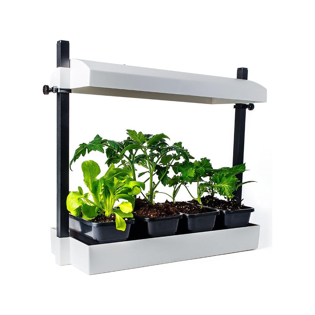 Indoor hydroponic grow system with LED light, growing tomato, lettuce, and kale seedlings.