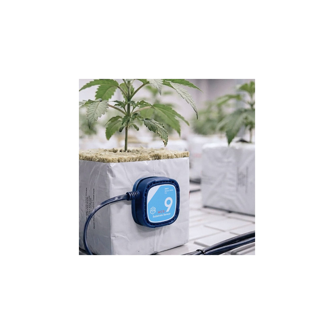 TrolMaster WCS-9 substrate sensor attached to a grow cube with a young plant.
