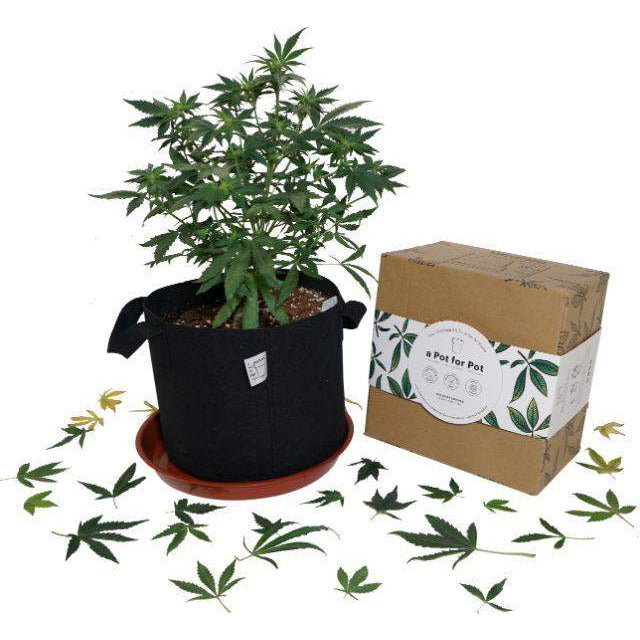 A Pot for Pot A Pot for Pot Medium Complete Pot Grow Kit (5 gallon)